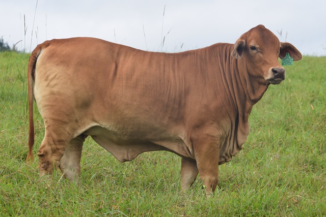 Bryvonlea Susanne 2082